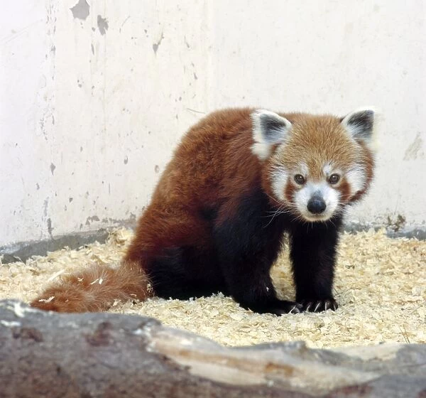 Red panda (Ailurus fulgens), looking at camera