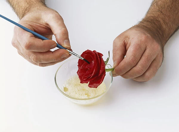 Red rose being coated in egg white, using a fine paintbrush (crystallising flowers)