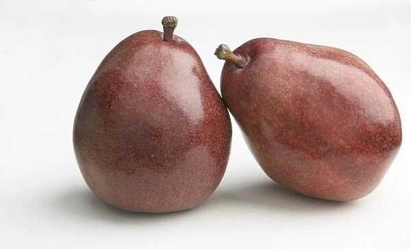 Two Red Sensation pears, close-up