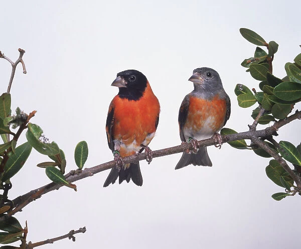 Two Red Siskin birds (Carduelis cucullata) on a leafy branch, front view
