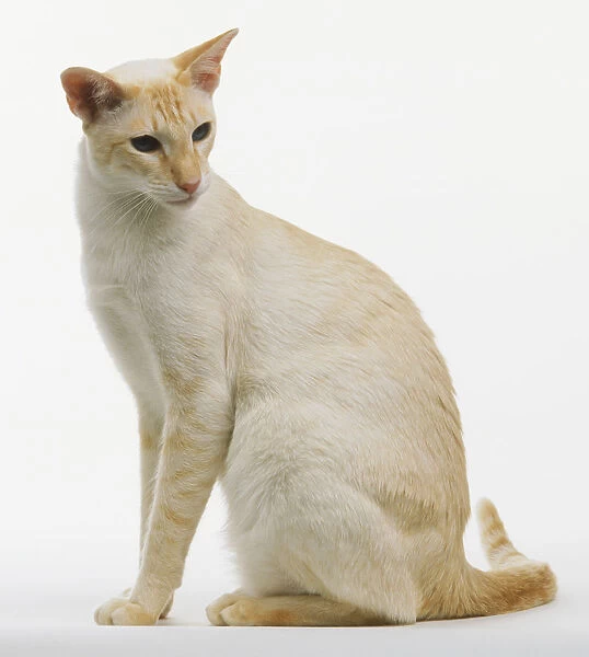 Red Tabby Point Siamese cat