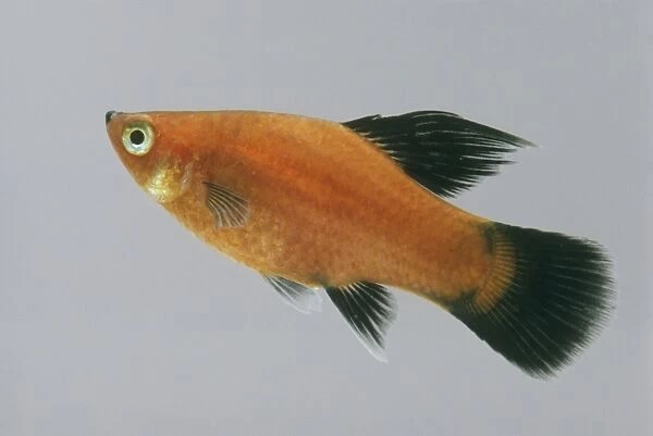 Red wagtail platy fish (Xiphophorus maculatus), side view