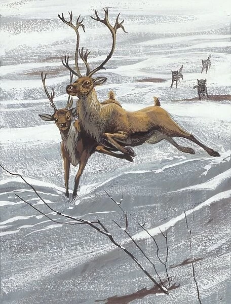 Reindeer (Rangifer tarandus), illustration