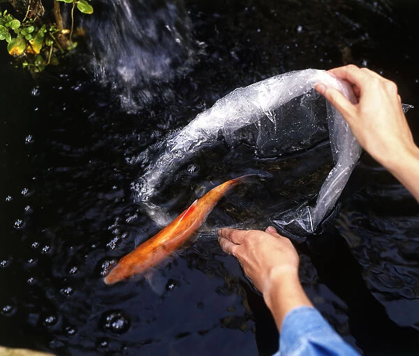 Releasing a fish into a pond, from a plastic bag