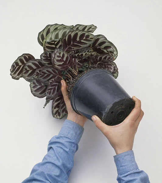 Removing Calathea plant from plastic plant pot, close-up