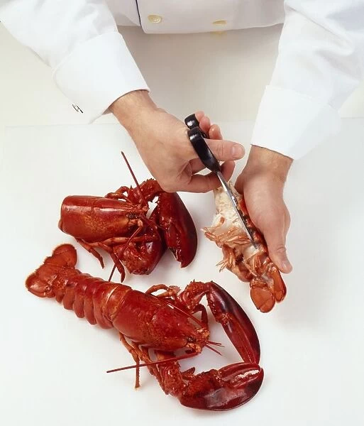 Removing cooked lobster meat from shell, using pair of scissors
