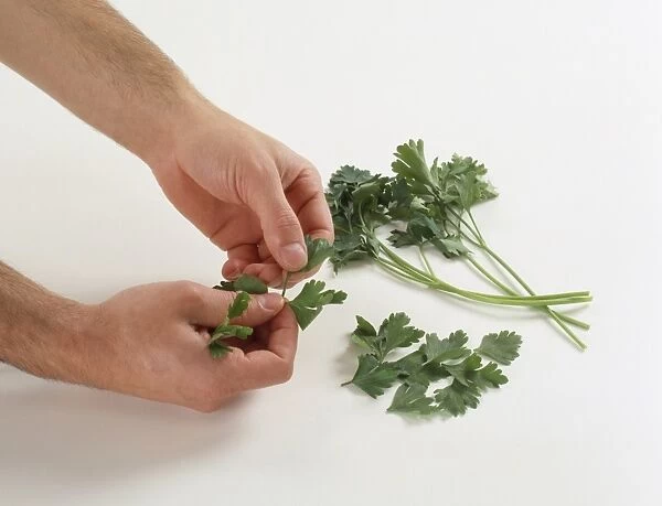 Removing parsley leaves from stems