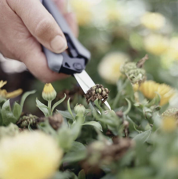 Removing seed head with garden scissors