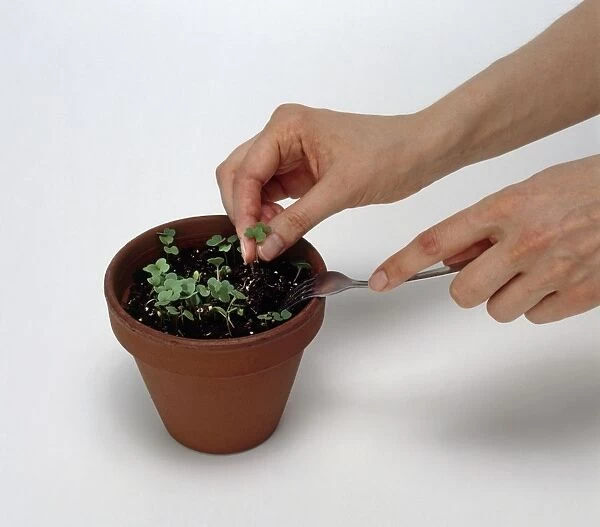 Removing seedlings of a houseplant from pot, using fork, close-up