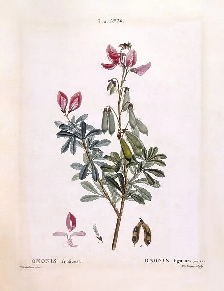 Restharrow (Ononis fruticosa), Henry Louis Duhamel du Monceau, botanical plate by Pierre Joseph Redoute