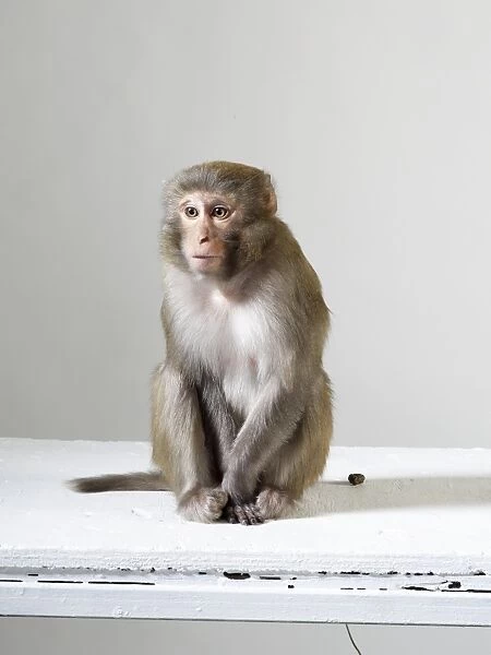 Rhesus macaque (macaca mulatta) against grey background