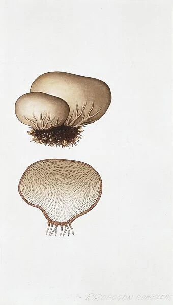 Rhizopogon rubescens, illustration