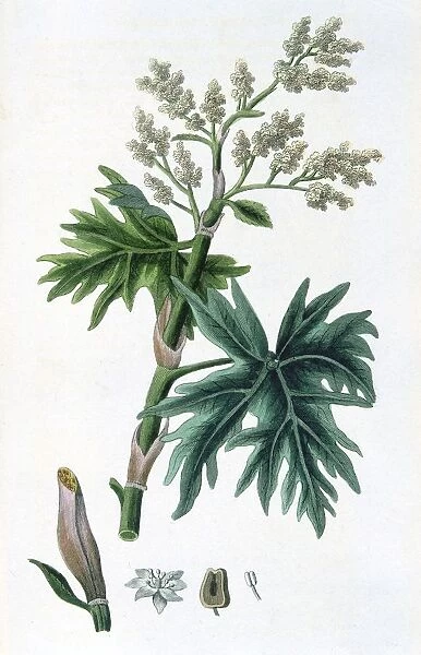 Rhubarb (Rheum officinalis) used as a laxative, a tonic and an astringent. Hand coloured