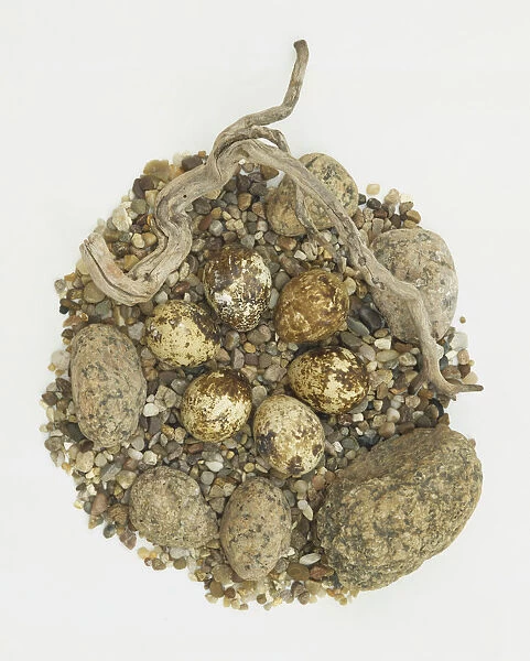 Ring of six Quail eggs camouflaged in nest of gravel overhead