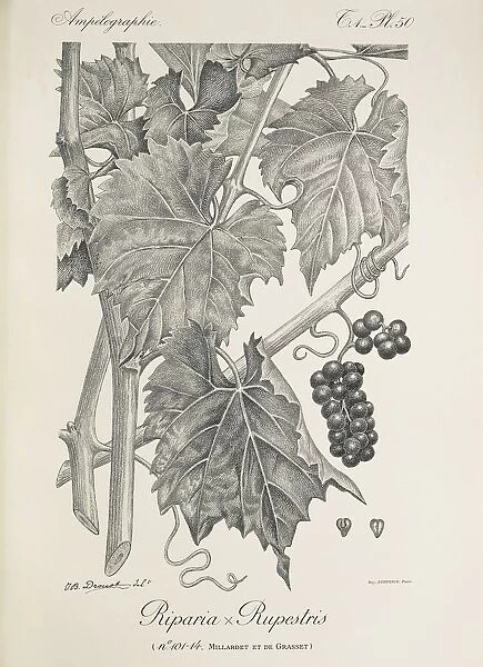 Riparia x Rupestris, illustration by J. B. Drouot