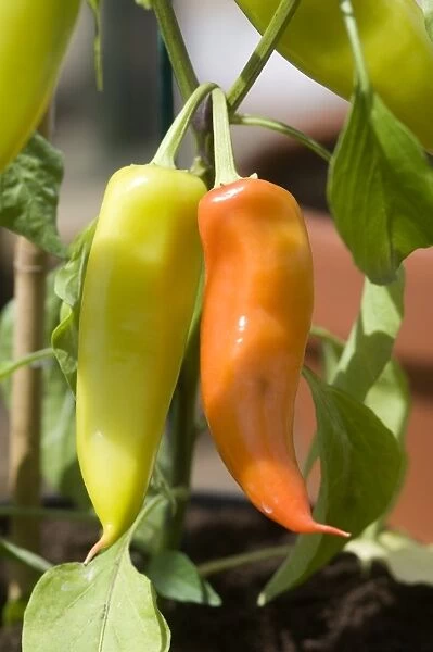 Two ripe Hungarian hot wax chilli peppers, close-up