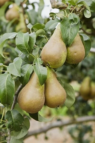 Four ripe Pears Concorde on tree, close-up