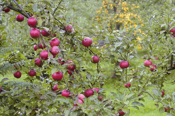 Ripe red apples on tree in orchard, close-up
