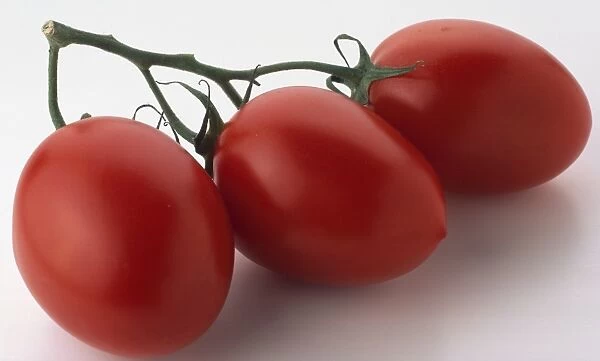 Three ripe tomatoes on vine