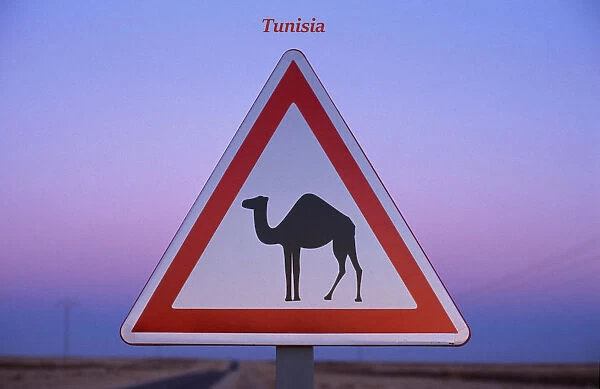 Road sign : beware of camels, Tunisia