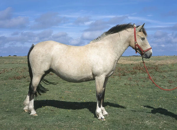 Roan Lundy Pony standing in green field on island