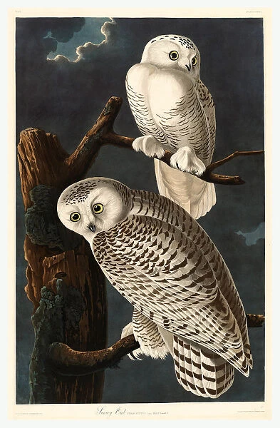 Robert Havell After John James Audubon (american