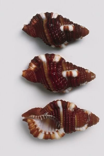 Robin redbreast triton (Cymatium rubeculum) shells
