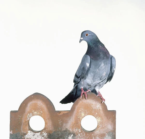 Rock Dove (Columba livia domestica), feral pigeon standing on earthenware post