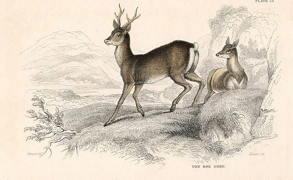 Roe Deer (Capreolus capreolus), Eurasian species of deer. From British Quadrupeds