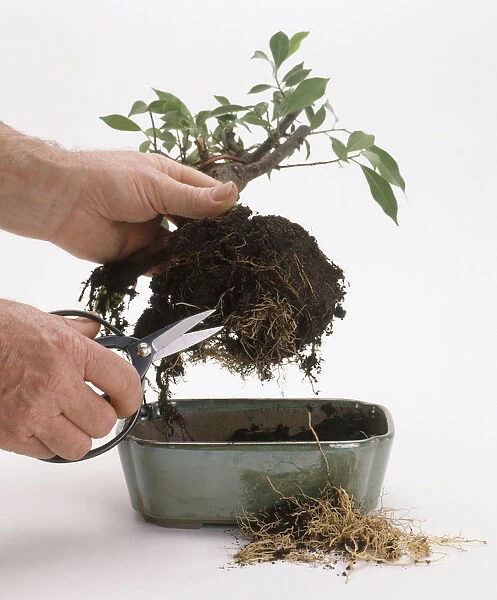Roots being trimmed from bonsai tree, close-up