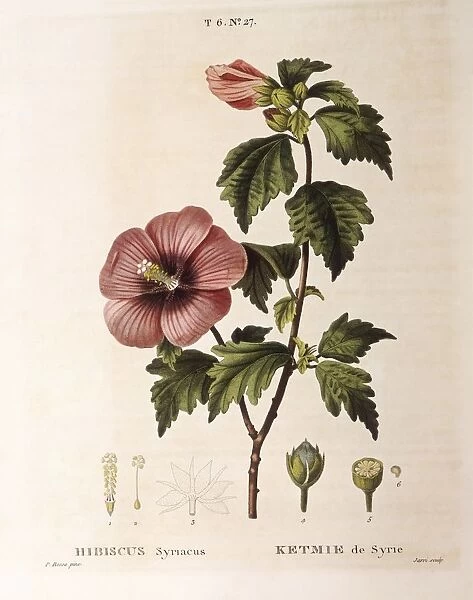 Rose of Sharon (Hibiscus syriacus), Henry Louis Duhamel du Monceau, botanical plate by Pancrace Bessa