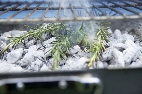 Rosemary stems on charcoals of a barbecue grill