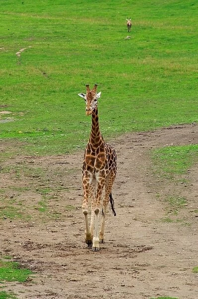 Rothschilds Giraffe