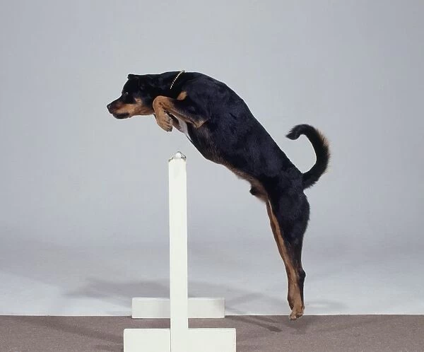 Rottweiler dog, leaps swiftly over a white hurdle