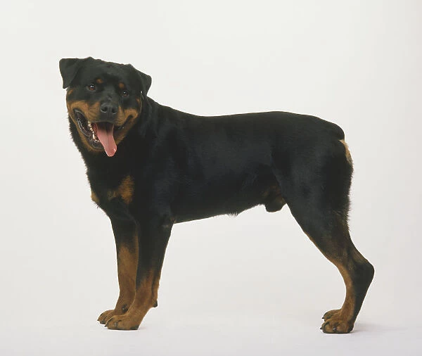 Side of Rottweiler, standing with head turned round