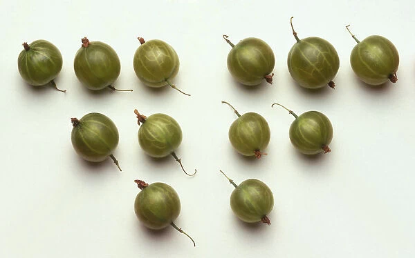 Several round green gooseberries, with stems. The gooseberry has natural pectuse in it, which causes the fruit to make for excellent jellies