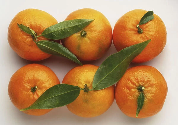 Six round oranges with leaves