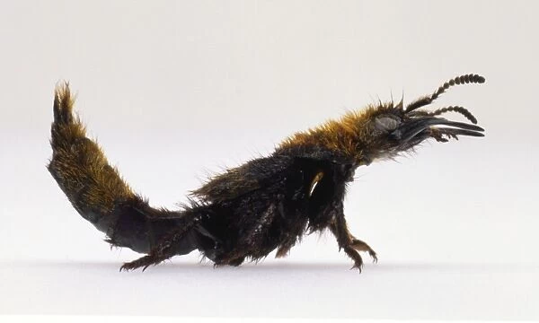 Rove beetle, Emus hirtus, raising the tip of its abdomen while propping itself up on its forelegs, body is covered in thick brown fur, side view
