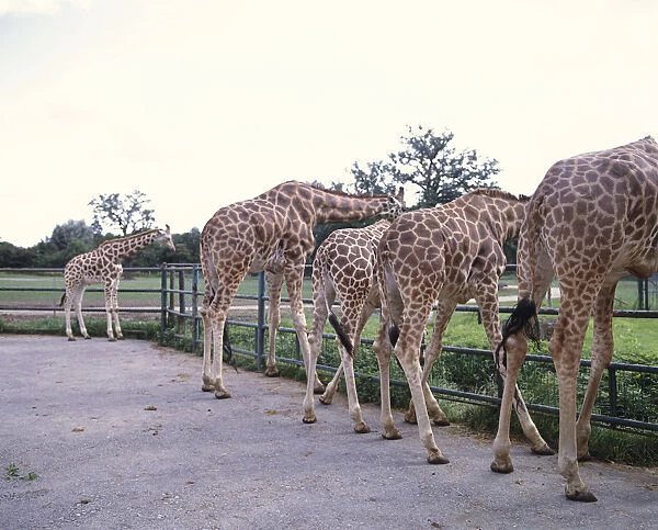 Row of Giraffe (Giraffa camelopardalis) looking over iron railings inside enclosure at safari park