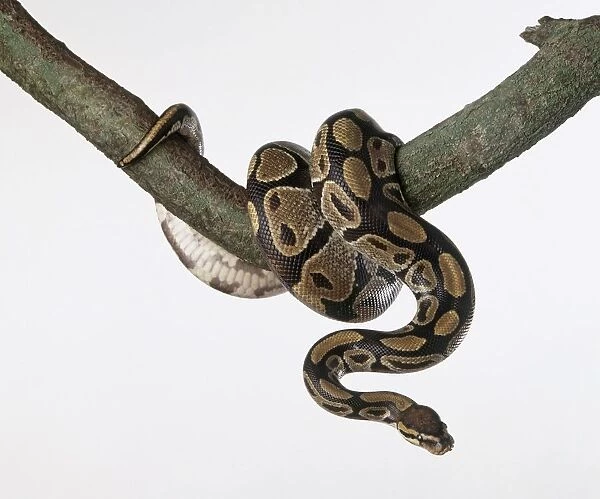 Royal python (Python regius), curled up around a tree branch
