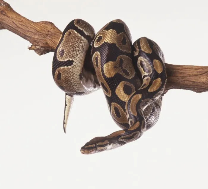 Framed Print : Royal python (Python regius) wrapped around a branch Framed Print : Royal python (Python regius) wrapped around a branch