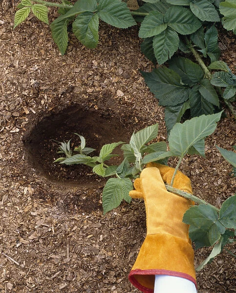 Rubus fruticosus (Blackberry), tip layering, placing tip of healthy shoot in hole in ground, wearing gardening glove, close-up