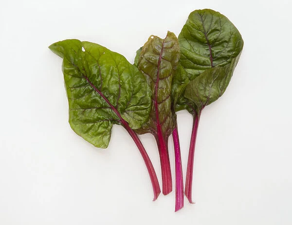 Ruby red chard leaves on white background