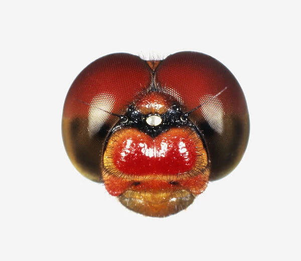 Ruddy Darter (Sympetrum sanguineum), magnification of male dragonfly head
