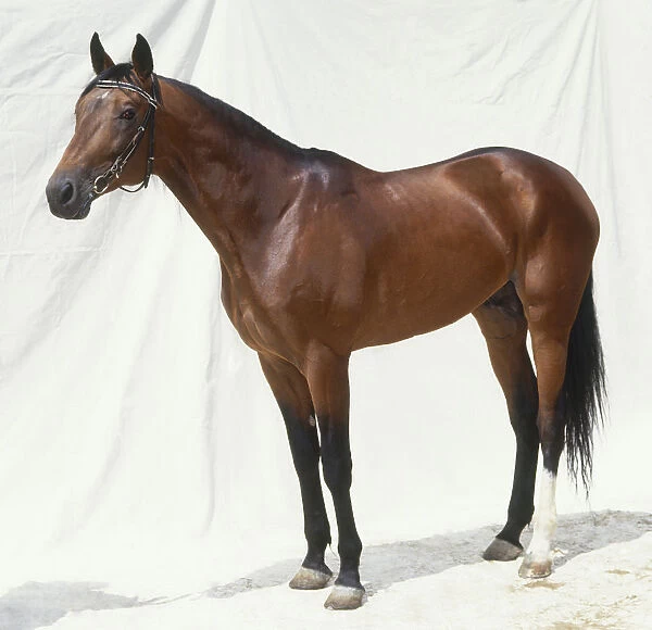 Russian trotter, standing, side view