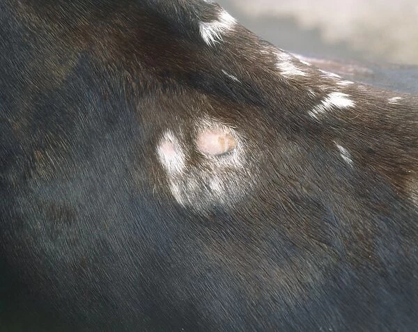 Saddle sore on a horses back, close-up