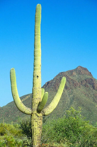 Saguaro National Monument, Tucson, AZ