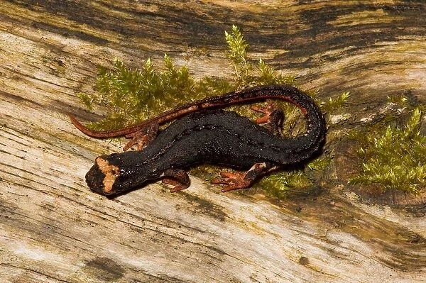 Salamandra Terdigitata