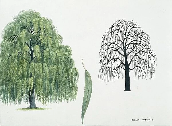 Salicaceae - Babylon Willow Salix Babylon, illustration