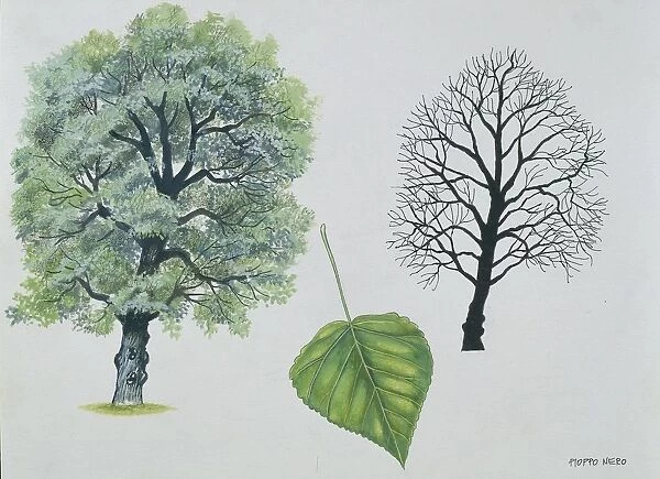 Salicaceae - Black poplar Populus nigra, illustration